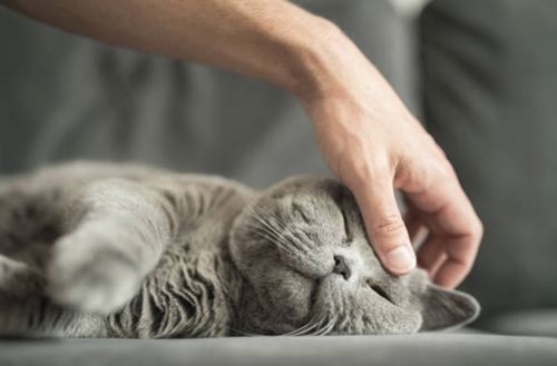 pets